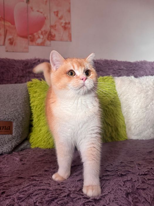 Британски котенца
