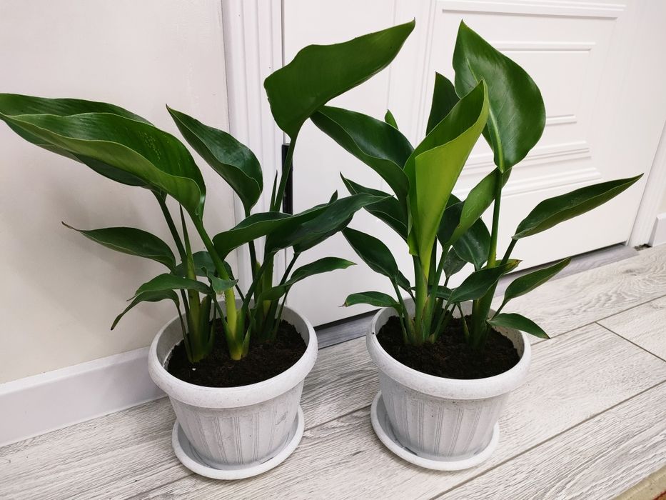 Растения комнатные . Доставка