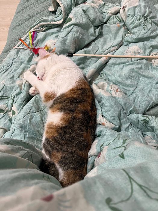 Looking for a family to adopt my cat