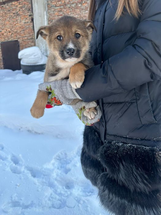 Отдам щенков в добрые руки