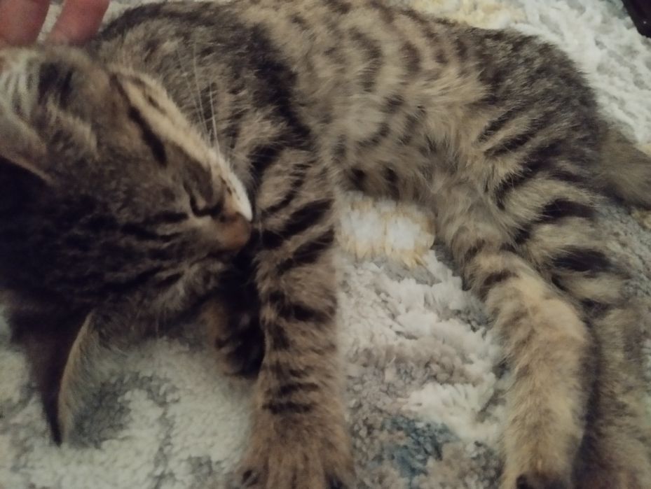 Котёнок в добрые руки