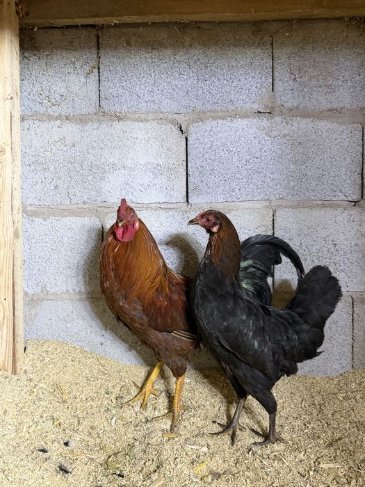 продам пару карликов