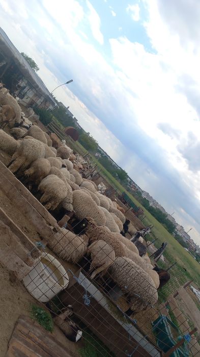 Vând oi și capre sau schimb cu vaci‼️