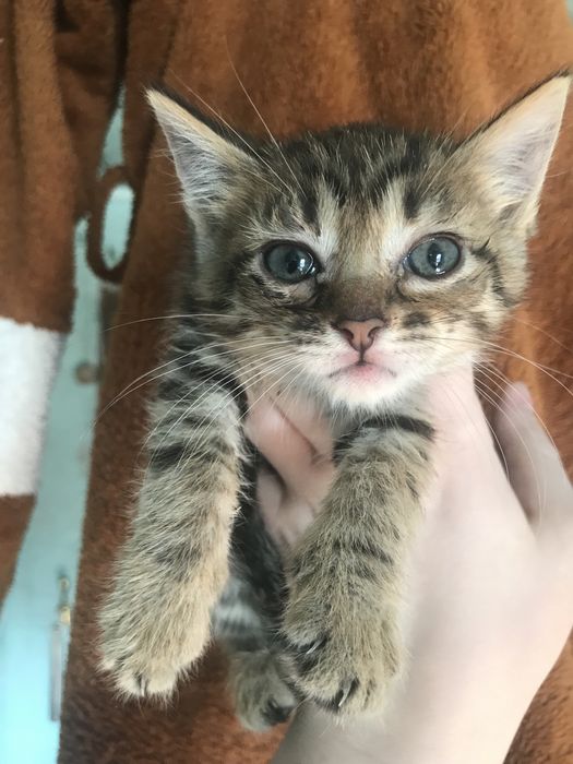 Бенгальские котята бенгальский котенок