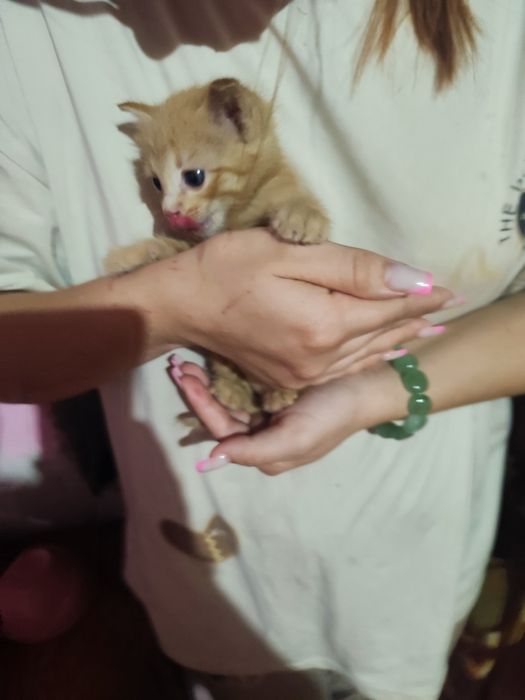 Котенок рыжий мальчики