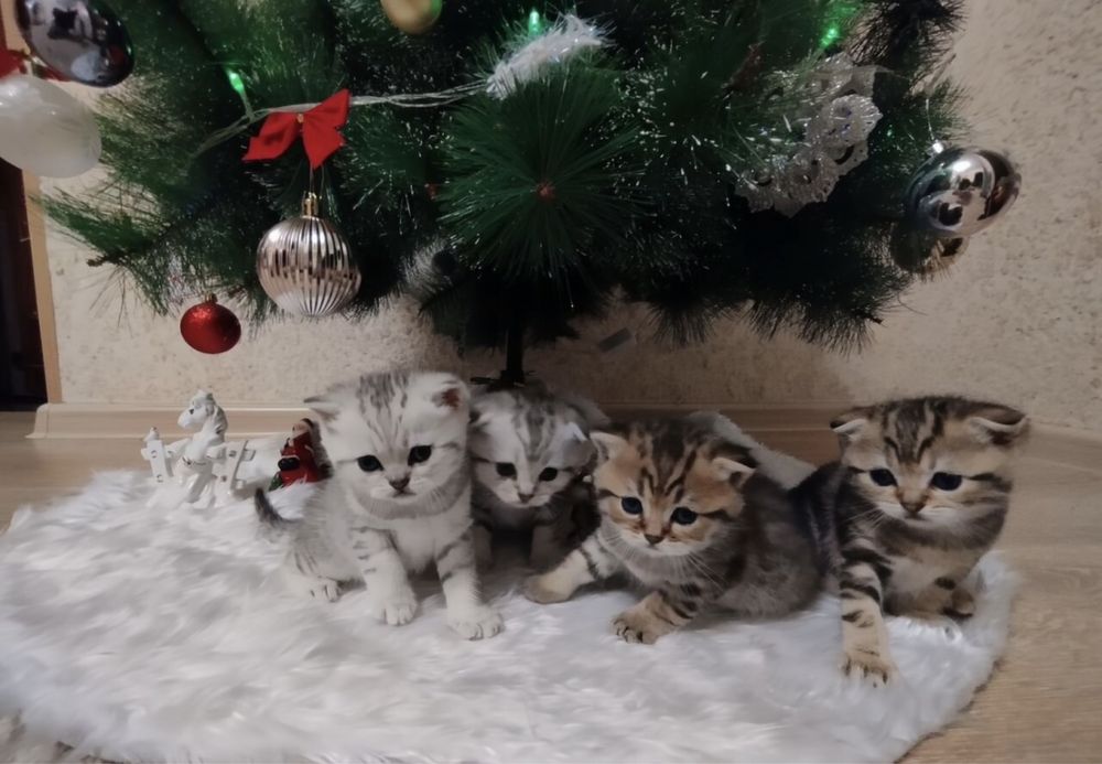 Шотландские котята в продаже