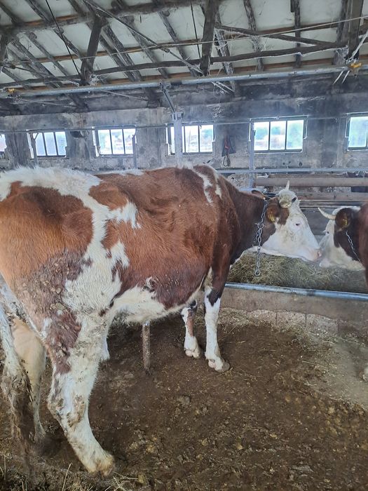 Vând două vaci baltate