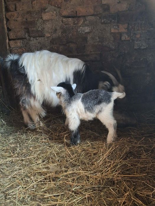 De vânzare capră bună