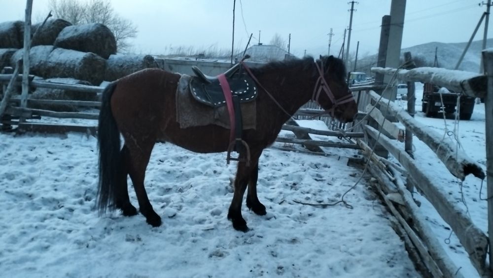 Жорға ат сатылады.