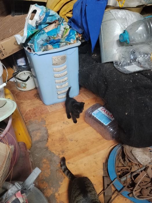 Котята от родителей крысоловов
