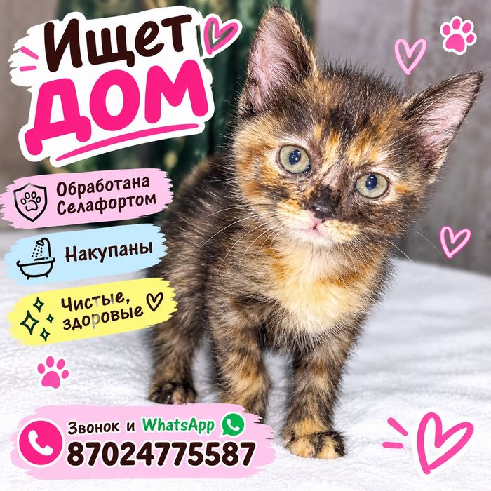 Красивые котятки