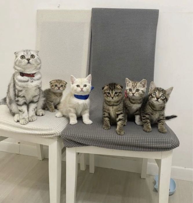 Шотландские котодетки!!!