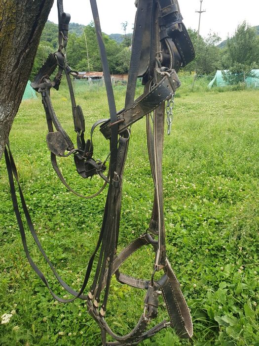Vând căruță și ham