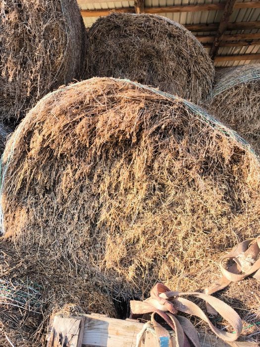 Vand baloti de lucerna si fan