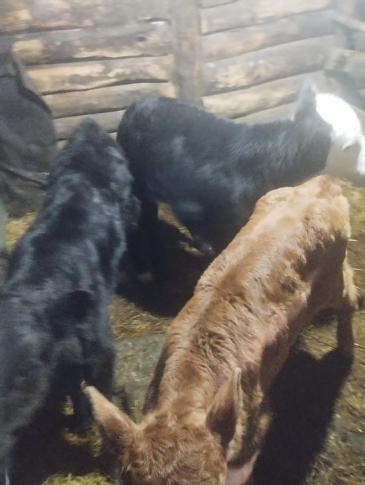 Продам телят 5голов