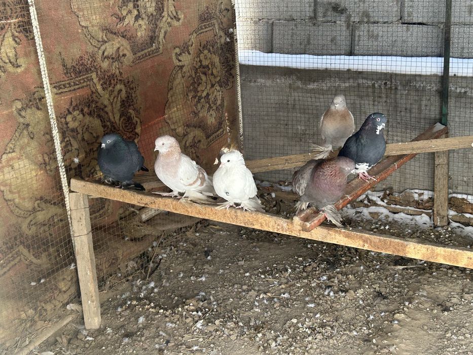 Кептерлер сатылады