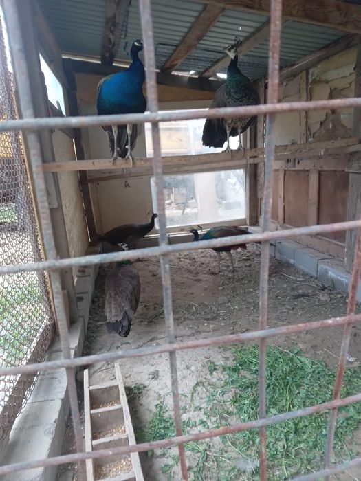 Продам индийских  павлин самец .3 года.