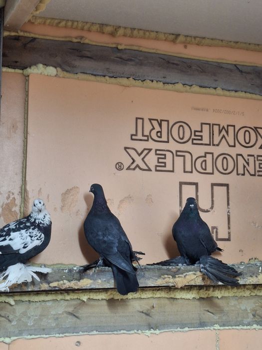 Продам голубей бойных