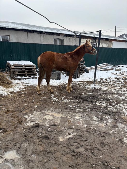 Құнан, мінгі жуас.