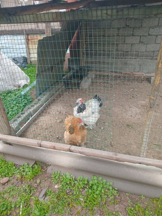 Brama tuxumlari atiga 10 ming som