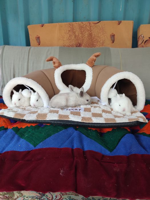 Кролики декоративные