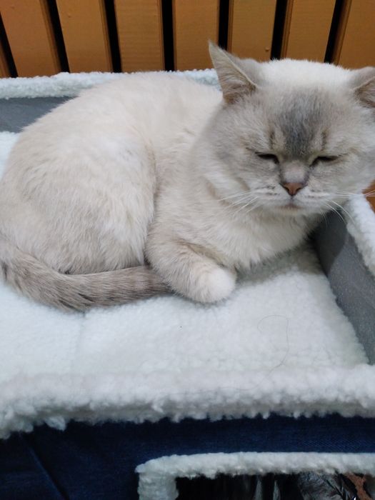 Вязка. Шотланские Скотиш Фолд зеленоглазый, Скотиш Страйт голубоглазый