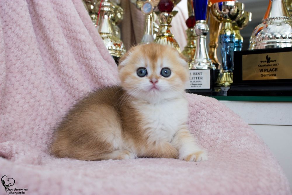 Котята скоттиш фолд хайленд фолд золотая шиншилла, биколор, мрамор