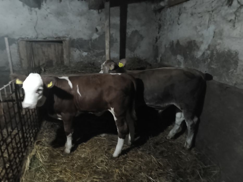 Vând viței rasa bălțați