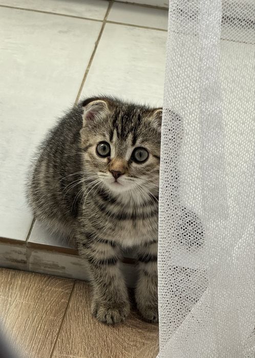 Продам котенка скоттиш фолд