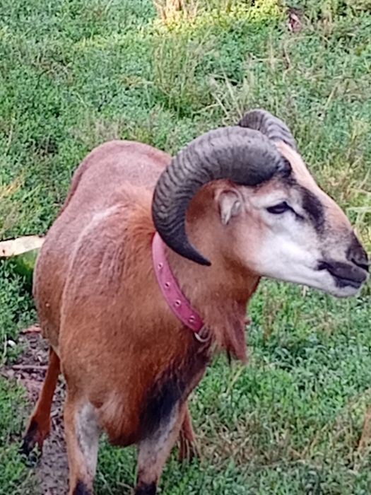 Vând  2 berbeci de camerun și o oaie