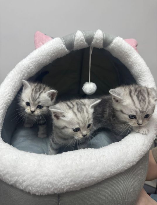 Британские котята