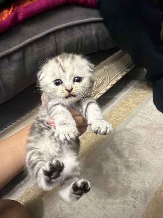 шотладский вислоухий котенок