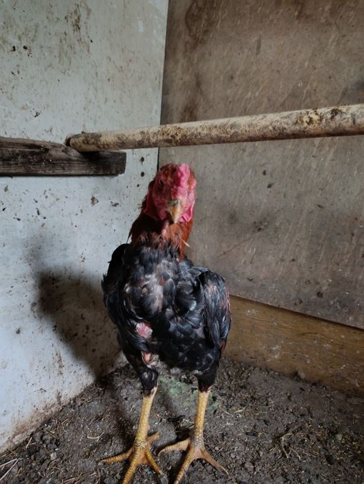 Продам Дакан Август