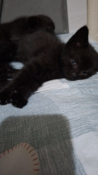 Котята 2 месяца.
