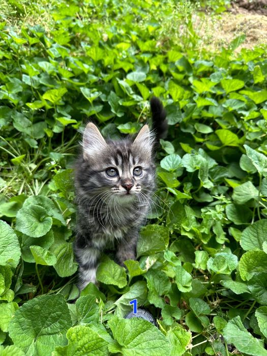 Котёнки 1,5 месячные, мальчики