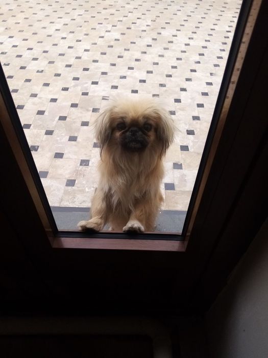 Пекинес  породали ит сотилади