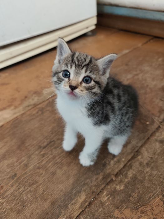 Котенка в добрые руки!