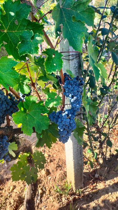 Struguri pt. vin Cabernet Sauvignon