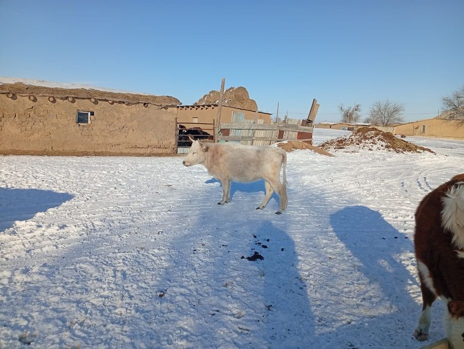 Продоется корова