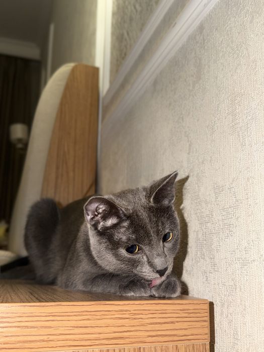 Отдам в хорощие руки кошку