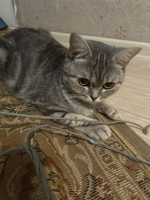 Продам кошку скотч страйт