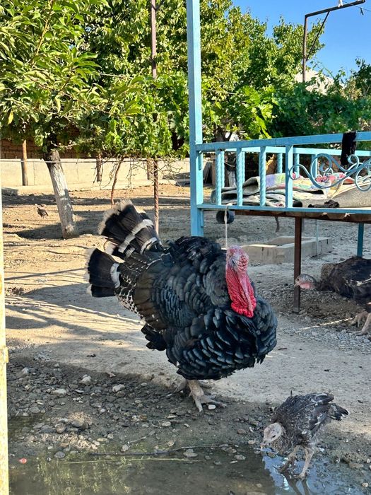 Гибрид туйетауықтар