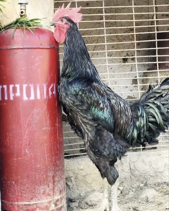 Qora shaxzoda tovuqlar sotiladi