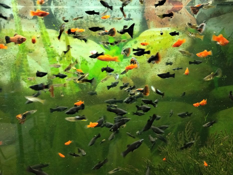 Продам рыбок гуппи,пецилия,моллинезия