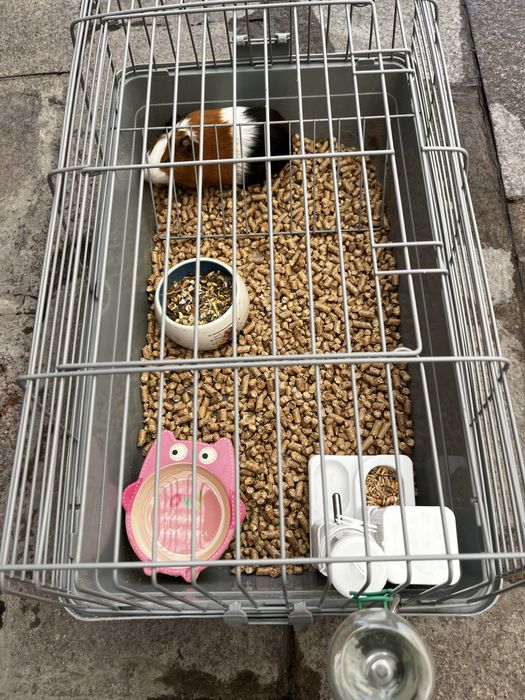 Продам морскую свинку