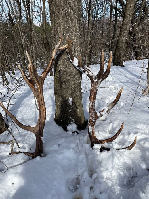 Рога от Благороден елен