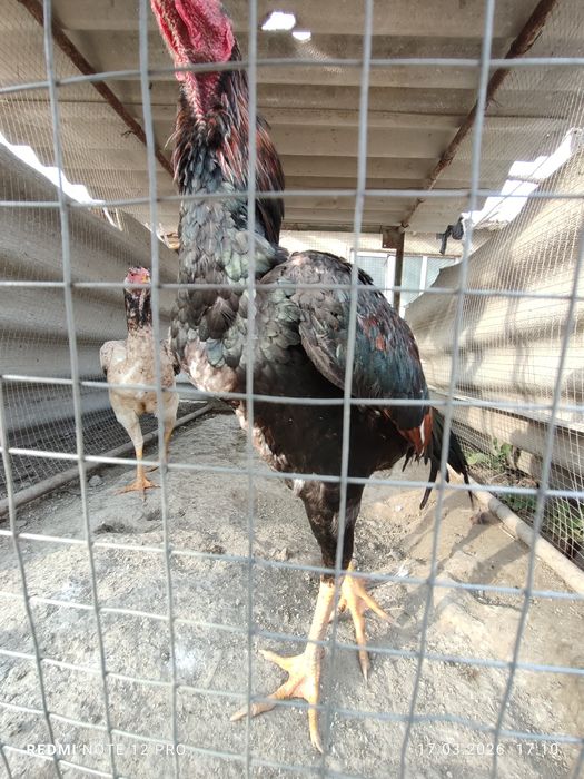 Куланги пара сотилади