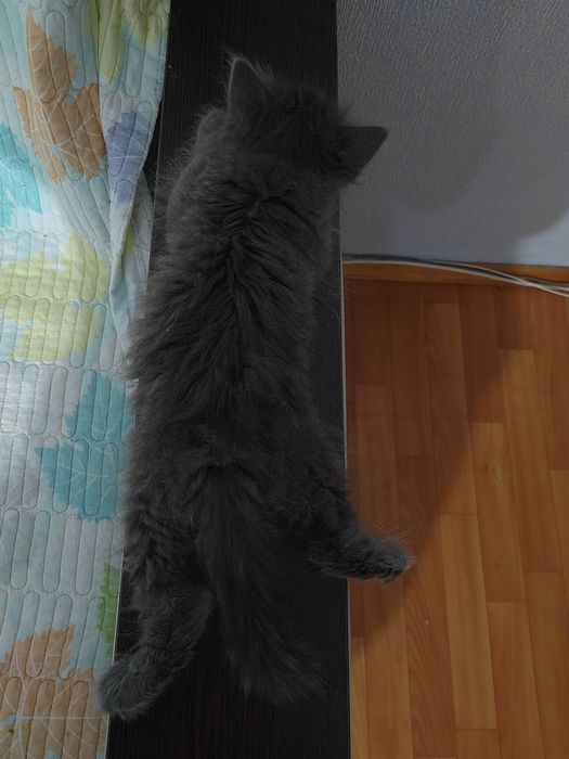 Котёнок 2 месяца
