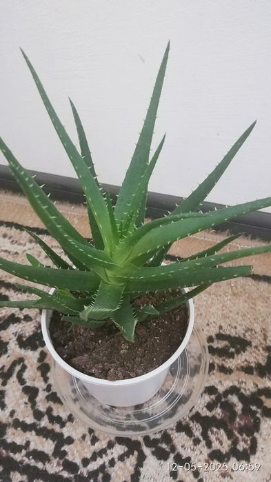 орхидеи и  алое в саксия