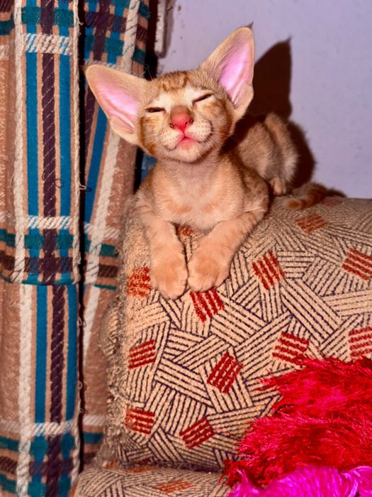 Ориентальные котята